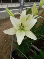 [5109 Sotara VH No02.JPG]